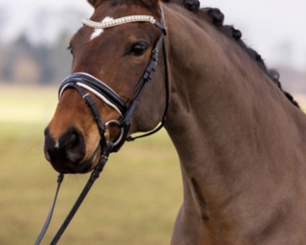 Dressurpferd Abahachi 4 (Deutsches Reitpony, 2009, von Argentino 83) Dressurpferd Abahachi 4 (Deutsches Reitpony, 2009, von Argentino 83)