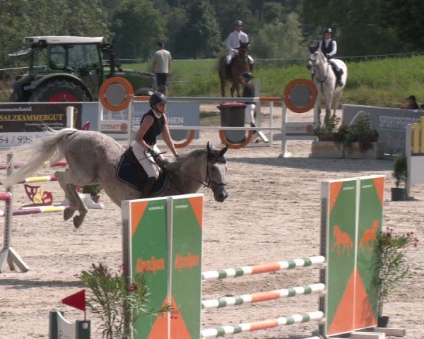 Springturnier Seewalchen 2025