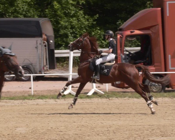 Reitturnier Heiligenwald 2025