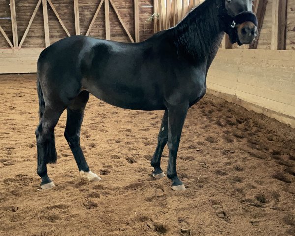 Dressurpferd Desire 42 (Trakehner, 2005, von Schiffon)