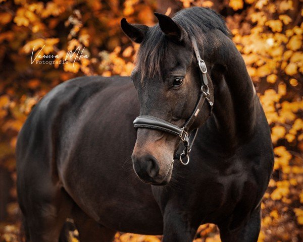 stallion Fiontino (Oldenburg, 2016, from For Romance I) stallion Fiontino (Oldenburg, 2016, from For Romance I)