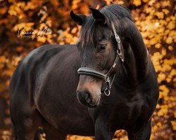 Deckhengst Fiontino (Oldenburger, 2016, von For Romance I)