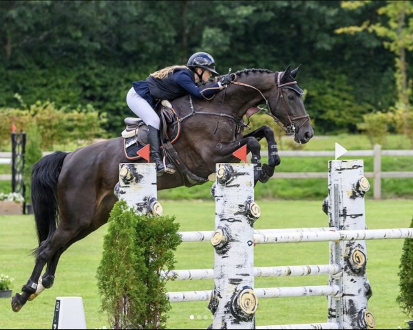 Springpferd Chica Bonita 14 (Oldenburger Springpferd, 2015, von C-Ingmar)
