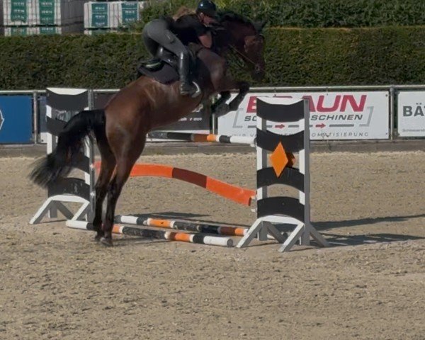 Springpferd Balu 550 (Belgisches Warmblut, 2017)