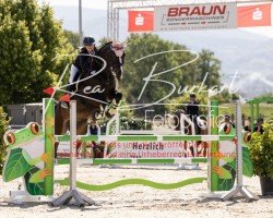 jumper Cash inne Täsch (Hanoverian, 2018, from Clinton's Heart)