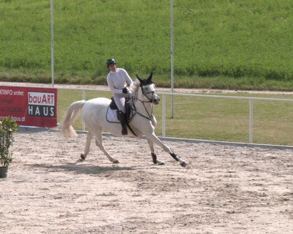 Springturnier Seewalchen 2025