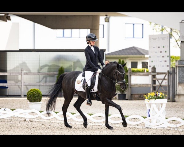 Dressurpferd Cher San (Deutsches Reitpony, 2019, von Jonker's Socrates)