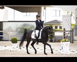 dressage horse Cher San (German Riding Pony, 2019, from Jonker's Socrates)