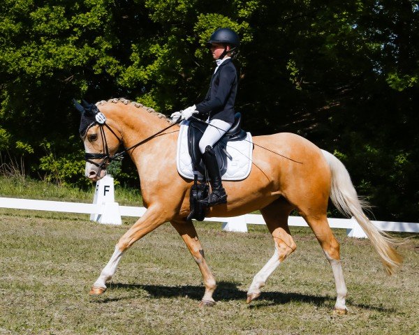 dressage horse Secret Love 21 (Westphalian, 2014, from Dreidimensional AT NRW)