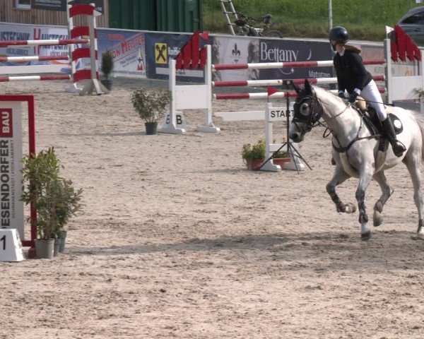 Springturnier Seewalchen 2025