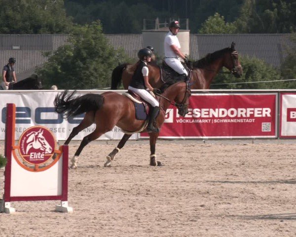 Springturnier Seewalchen 2025
