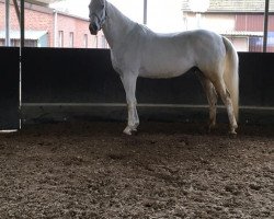 horse Lavazzo 4 (German Warmblood, 2005)