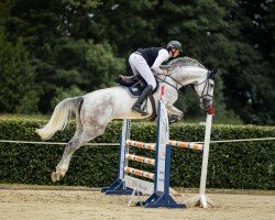 jumper Anka 366 (Oldenburg show jumper, 2019, from Apardi)