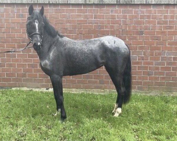 horse Stute von Batman / VIP (German Riding Pony, 2015, from Batman)