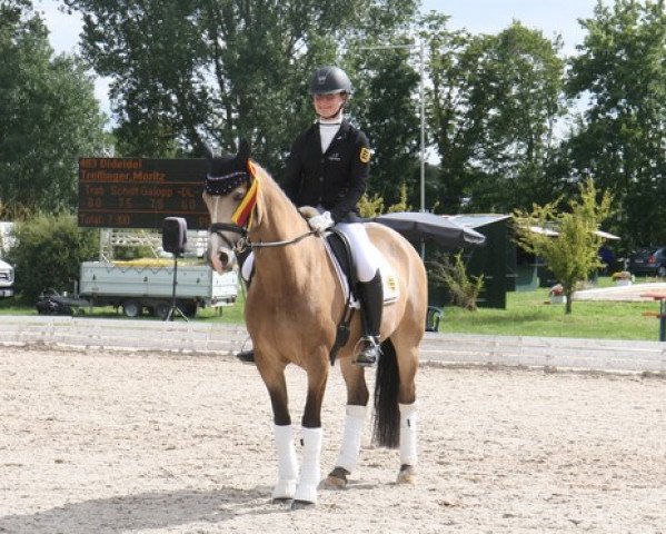 broodmare Lia Delicia 2 (German Riding Pony, 2011, from Lucky Lao II)