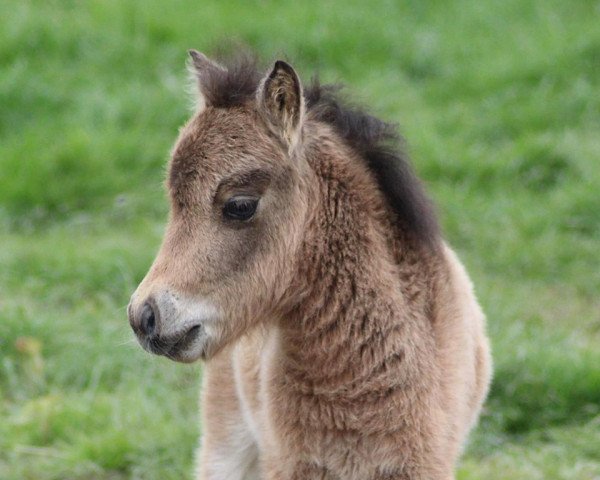 horse Vindus vom Rindergraben (Dt.Part-bred Shetland pony, 2019, from Vulkan vom Melkweg)