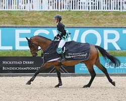 jumper Cavalier HF (anglo european sporthorse, 2019, from Diamant de Semilly)