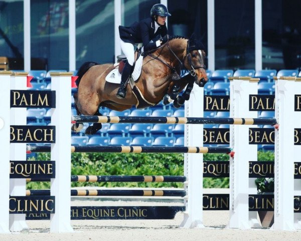 jumper Galino (KWPN (Royal Dutch Sporthorse), 2011, from Arthos R)