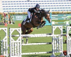 jumper Millfield Lottery (anglo european sporthorse, 2017, from Plot Blue)
