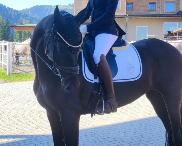 Pferd Felicia Noire (Deutsches Sportpferd, 2020)