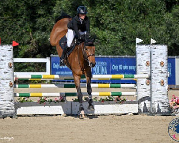 jumper Lelita HF (anglo european sporthorse, 2019, from Diamant de Semilly)