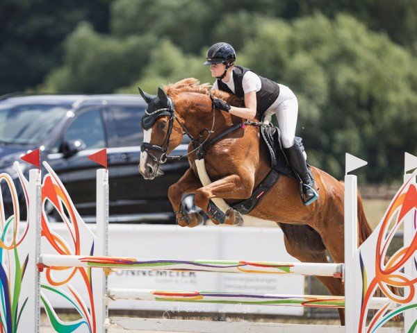 Springpferd Amazing Stakkita (Hannoveraner, 2019, von Stolzenberg)