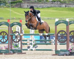 jumper Witchella HF (anglo european sporthorse, 2018, from Diamant de Semilly)