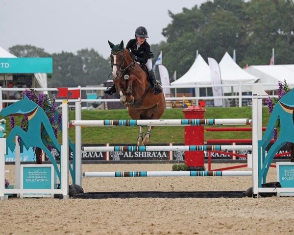 Springpferd Giddy Up (KWPN (Niederländisches Warmblut), 2011, von Tangelo van de Zuuthoeve)