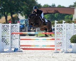 jumper Wild One HF (anglo european sporthorse, 2018, from Cornet Obolensky)