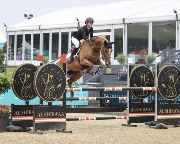 jumper Adonna Z (Zangersheide riding horse, 2015, from Andiamo)