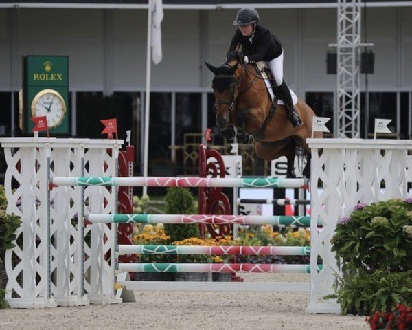 broodmare Billy Vitani (anglo european sporthorse, 2014, from Tangelo van de Zuuthoeve)