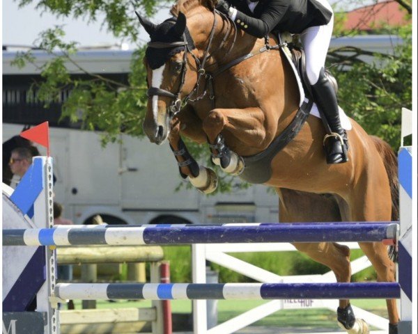broodmare Billy Bakewell (anglo european sporthorse, 2014)