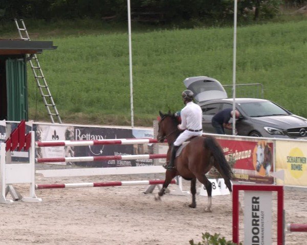 Springturnier Seewalchen 2025