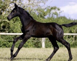 horse Hengst von Charaktervoll / Legolas (Holsteiner, 2024, from Charaktervoll Hv)
