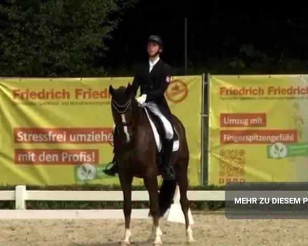 Dressurpferd Del Arte 4 (Hannoveraner, 2009, von Dancier)