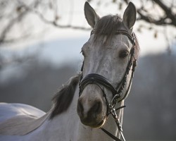 jumper Ballyard Baun (Connemara Pony, 2018)