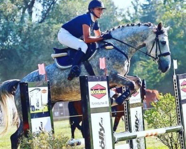 jumper Big Hope II (Irish Sport Horse, 2015, from Royale Cruise)