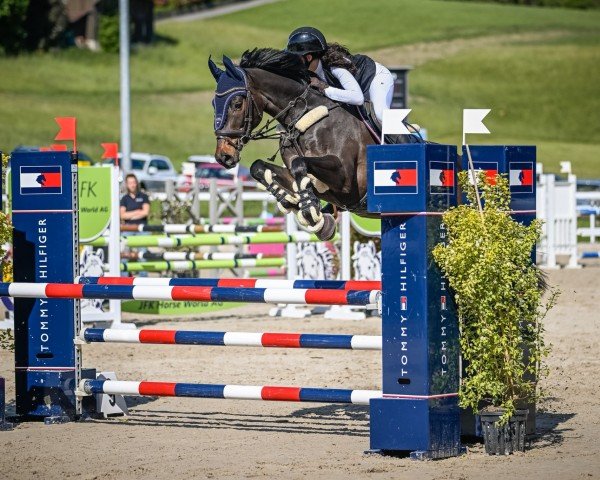 Springpferd Qualido 6 (Deutsches Sportpferd, 2018, von Quite Carenzo)