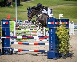 jumper Qualido 6 (German Sport Horse, 2018, from Quite Carenzo)
