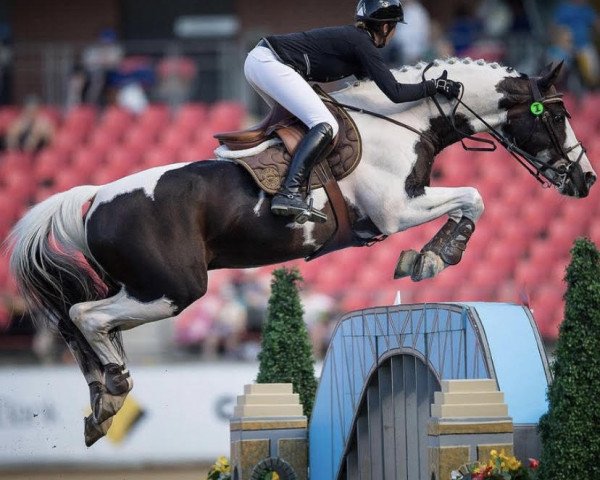 stallion Copabella Visage (Belgian Warmblood, 1998, from Limbo)