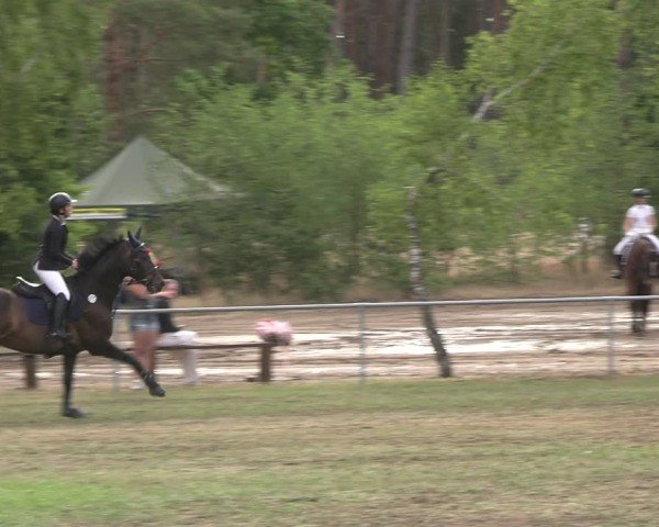 Reitturnier Niederwerbig 2025