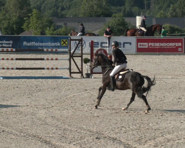 Springturnier Seewalchen 2025