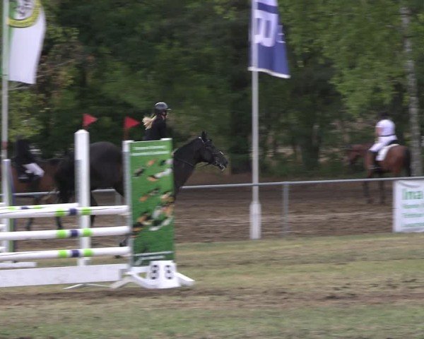Reitturnier Niederwerbig 2025