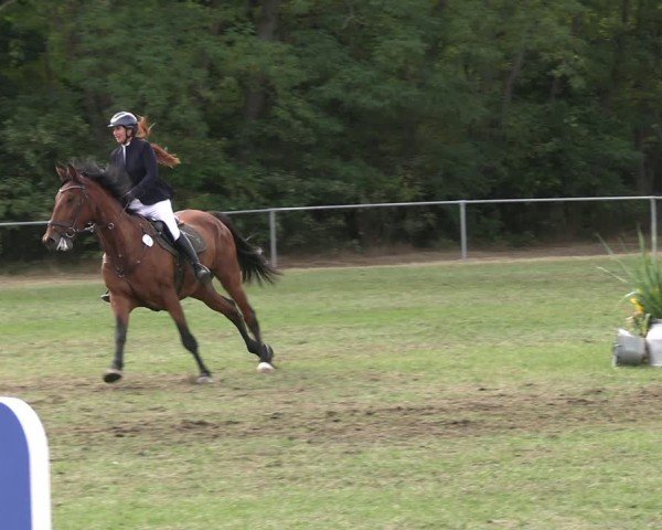 Reitturnier Niederwerbig 2025