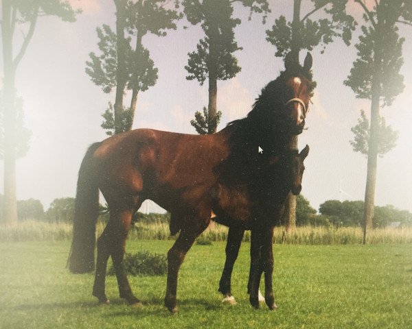 broodmare Sissy I (Holsteiner, 2002, from Caretino)