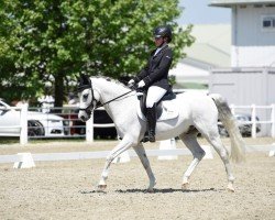 Dressurpferd Lipton Storm (Deutsches Reitpony, 2007)