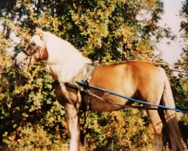 broodmare Mai (Haflinger, 1991, from Afras)