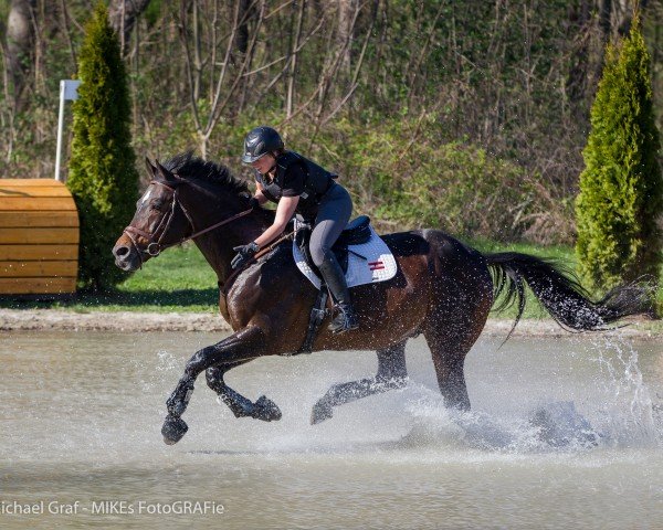 dressage horse Graf Radetzky (Austrian Warmblood, 2006, from Grafenstolz)
