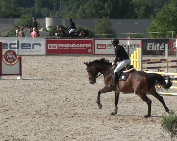 Springturnier Seewalchen 2025