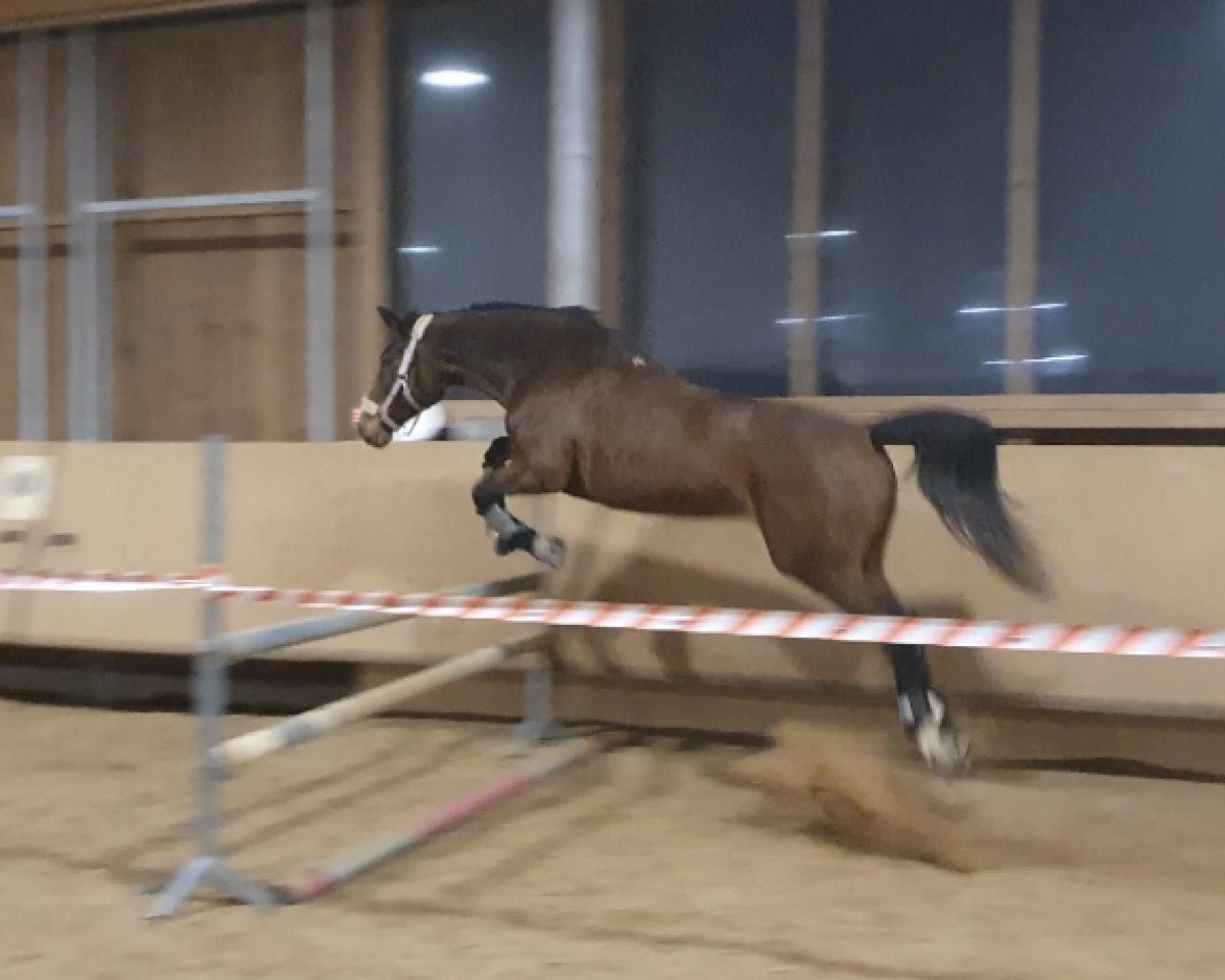 jumper Glenn Szerin 2 (German Sport Horse, 2004, from Glenn Alme)